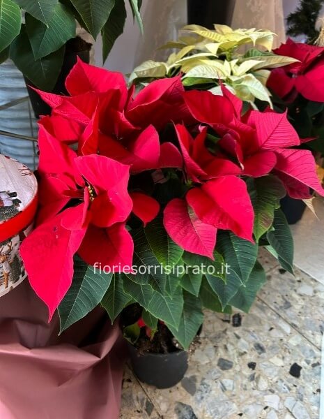 Stella di Natale rossa misura media