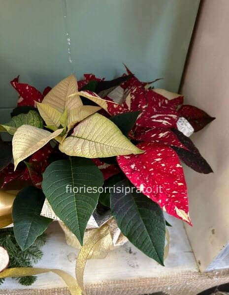 Stella glitter misura piccola