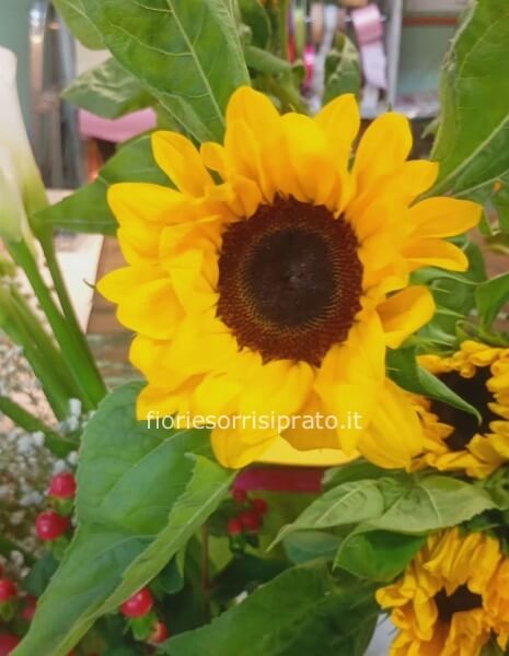 GIRASOLE SINGOLO CONFEZIONATO