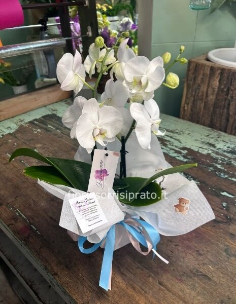 ORCHIDEA MISURA MEDIA